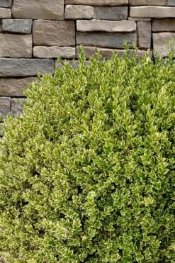Variegated Boxwood (Buxus Sempervirens 'Aureovariegata') - 5 Gallon Pot -Garden Plants Shop buxus sempervirens aureovariegata variegated boxwood 10