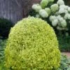 Variegated Boxwood (Buxus Sempervirens 'Aureovariegata') - 2 Gallon Pot - SALE -Garden Plants Shop buxus sempervirens aureovariegata variegated boxwood 5 2
