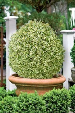 Elegans Variegated Boxwood - Buxus Sempervirens 'Elegantissima' - 2 Gallon Pot -Garden Plants Shop buxus sempervirens elegantissima variegated boxwood 101 2
