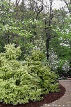 Elegans Variegated Boxwood - Buxus Sempervirens 'Elegantissima' - 2 Gallon Pot -Garden Plants Shop buxus sempervirens elegantissima variegated boxwood 102 2