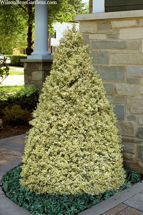 Elegans Variegated Boxwood - Buxus Sempervirens 'Elegantissima' - 3 Gallon Pot 3 Elegans Variegated Boxwood - Buxus Sempervirens 'Elegantissima' - 3 Gallon Pot