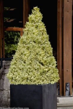 Elegans Variegated Boxwood - Buxus Sempervirens 'Elegantissima' - 1 Gallon Pot 12 Elegans Variegated Boxwood - Buxus Sempervirens 'Elegantissima' - 1 Gallon Pot -Garden Plants Shop buxus sempervirens elegantissima variegated boxwood 105