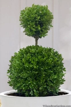 Dwarf English Boxwood Two-Ball Poodle Tier Topiary - 3 Gallon Pot -Garden Plants Shop buxus sempervirens suffruticosa standard two ball topiary boxwood 10