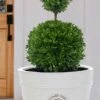 Dwarf English Boxwood Two-Ball Poodle Tier Topiary - 3 Gallon Pot -Garden Plants Shop buxus sempervirens suffruticosa standard two ball topiary boxwood 4
