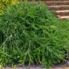 Unraveled Weeping Boxwood - 3 Gallon Pot 2 Unraveled Weeping Boxwood - 3 Gallon Pot -Garden Plants Shop buxus sempervirens unraveled weeping boxwood 16