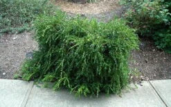 Unraveled Weeping Boxwood - 3 Gallon Pot -Garden Plants Shop buxus sempervirens unraveled weeping boxwood 7
