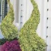 Variegated Boxwood Spiral Topiary - 7 Gallon Pot 1 Variegated Boxwood Spiral Topiary - 7 Gallon Pot -Garden Plants Shop buxus sempervirens variegata boxwood spiral topiary 2