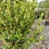 Sunburst Variegated Korean Boxwood - 1 Gallon Pot -Garden Plants Shop buxus sinica sunburst variegated korean boxwood 2