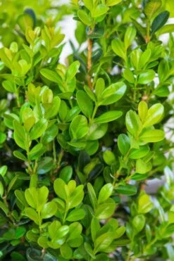 Winterstar Boxwood - 1 Gallon Pot -Garden Plants Shop buxus winterstar boxwood 1 1