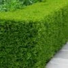 Winterstar Boxwood - 1 Gallon Pot -Garden Plants Shop buxus winterstar boxwood 2 1