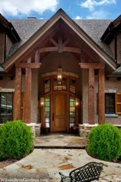 Winterstar Boxwood - 1 Gallon Pot -Garden Plants Shop buxus winterstar boxwood 3 1