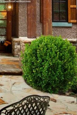 Winterstar Boxwood - 2 Gallon Pot -Garden Plants Shop buxus winterstar boxwood 4