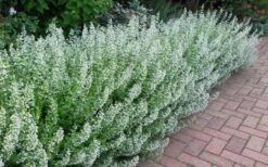 White Cloud Calamint - 5 Pack Of Quart Pots -Garden Plants Shop calamint white cloud 1
