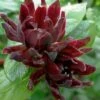 Simply Scentsational Sweetshrub (Calycanthus ) - 2 Gallon Pot -Garden Plants Shop calycanthus simply scentsational sweet shrub 13