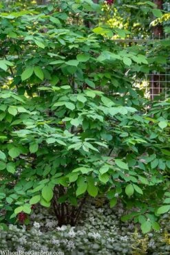 Simply Scentsational Sweetshrub (Calycanthus ) - 2 Gallon Pot -Garden Plants Shop calycanthus simply scentsational sweet shrub 14