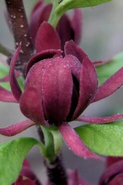 Simply Scentsational Sweetshrub (Calycanthus ) - 2 Gallon Pot -Garden Plants Shop calycanthus simply scentsational sweet shrub 7