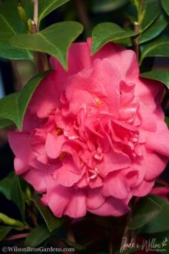 Ack-Scent Fragrant Pink Camellia Japonica - 3 Gallon Pot -Garden Plants Shop camellia ack scent jw 3 1