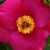 April Melody Camellia Japonica - 3 Gallon Pot 2 April Melody Camellia Japonica - 3 Gallon Pot -Garden Plants Shop camellia april melody 3