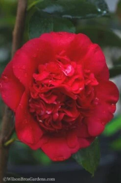 April Tryst Camellia Japonica - 7 Gallon Pot (3-4') 11 April Tryst Camellia Japonica - 7 Gallon Pot (3-4') -Garden Plants Shop camellia april tryst 21