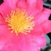 Autumn Rose Camellia - 3 Gallon Pot -Garden Plants Shop camellia autumn rose 1