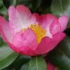 Autumn Sunrise Camellia Sasanqua - 1 Gallon Pot -Garden Plants Shop camellia autumn sunrise 1