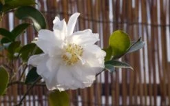Chisato No Aki Camellia Japonica - 3 Gallon Pot -Garden Plants Shop camellia chisato no aki 5