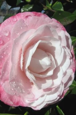 Desire Camellia Japonica - 1 Gallon Pot -Garden Plants Shop camellia desire 2