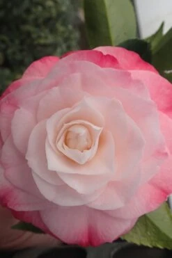 Desire Camellia Japonica - 1 Gallon Pot -Garden Plants Shop camellia desire 3