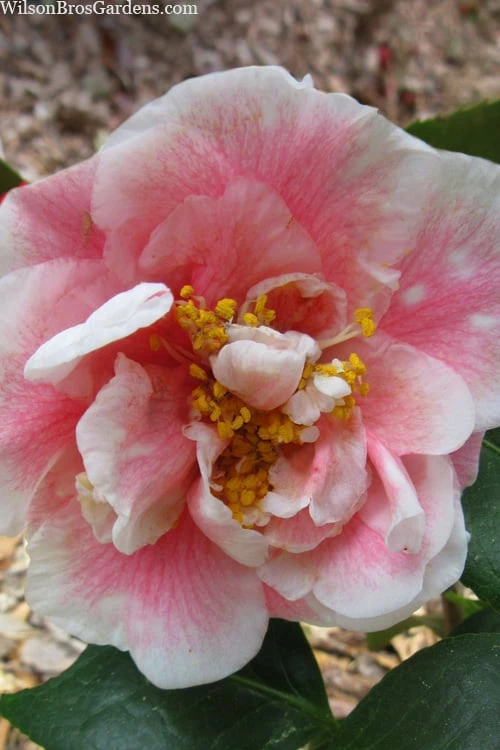 Dorothy Zerkowski Camellia Japonica - 3 Gallon Pot 3 Dorothy Zerkowski Camellia Japonica - 3 Gallon Pot