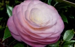 Ella Ward Parsons Camellia - 3 Gallon Pot -Garden Plants Shop camellia ella ward parsons 2