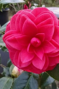 Glen 40 Camellia Japonica - 3 Gallon Pot -Garden Plants Shop camellia glen 40 1
