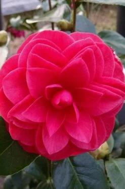 Glen 40 Camellia Japonica - 3 Gallon Pot -Garden Plants Shop camellia glen 40 2
