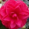 Glen 40 Camellia Japonica - 3 Gallon Pot -Garden Plants Shop camellia glen 40 2 thumbnail