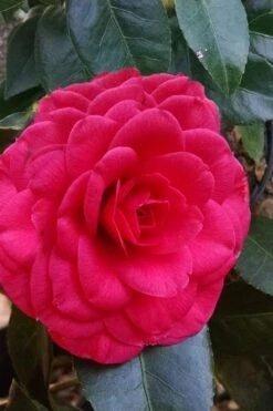 Glen 40 Camellia Japonica - 3 Gallon Pot -Garden Plants Shop camellia glen 40 3