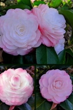 Guest Star Camellia Japonica - 1 Gallon Pot -Garden Plants Shop camellia guest star 3