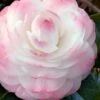 Guest Star Camellia Japonica - 1 Gallon Pot -Garden Plants Shop camellia guest star 7