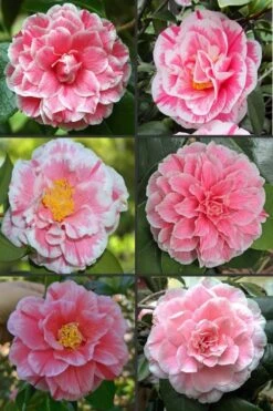 Brilliant Gem Fragrant Camellia Japonica - Herme - 3 Gallon Pot -Garden Plants Shop camellia herrmes 1