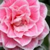 Brilliant Gem Fragrant Camellia Japonica - Herme - 3 Gallon Pot -Garden Plants Shop camellia herrmes 5