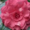 In The Pink Camellia Japonica - 3 Gallon Pot -Garden Plants Shop camellia in the pink 2