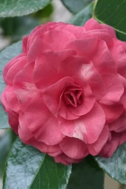 In The Pink Camellia Japonica - 3 Gallon Pot