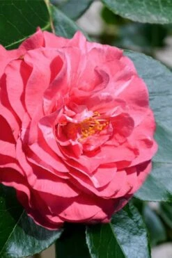In The Pink Camellia Japonica - 3 Gallon Pot -Garden Plants Shop camellia in the pink 3