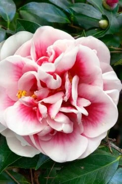 Irrational Exuberance Camellia Japonica - 1 Gallon Pot -Garden Plants Shop camellia irrational exuberance 3
