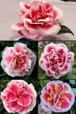 Irrational Exuberance Camellia Japonica - 3 Gallon Pot -Garden Plants Shop camellia irrational exuberance 6 1