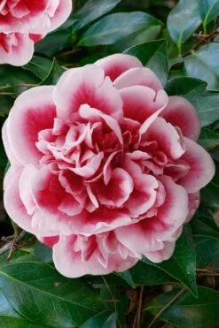 Irrational Exuberance Camellia Japonica - 3 Gallon Pot -Garden Plants Shop camellia irrational exuberance 7 1