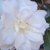 Chisato No Aki Camellia Japonica - 3 Gallon Pot 1 Chisato No Aki Camellia Japonica - 3 Gallon Pot -Garden Plants Shop camellia japonica chisato no aki 2