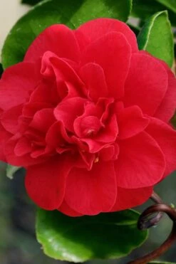 Curly Lady Camellia Japonica - 1 Gallon Pot -Garden Plants Shop camellia japonica curly lady 1