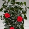 Curly Lady Camellia Japonica - 1 Gallon Pot 2 Curly Lady Camellia Japonica - 1 Gallon Pot -Garden Plants Shop camellia japonica curly lady 10