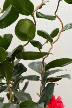 Curly Lady Camellia Japonica - 1 Gallon Pot -Garden Plants Shop camellia japonica curly lady 2