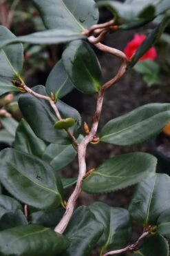 Curly Lady Camellia Japonica - 1 Gallon Pot -Garden Plants Shop camellia japonica curly lady 5