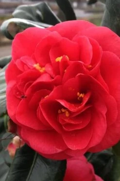 Curly Lady Camellia Japonica - 1 Gallon Pot -Garden Plants Shop camellia japonica curly lady 6